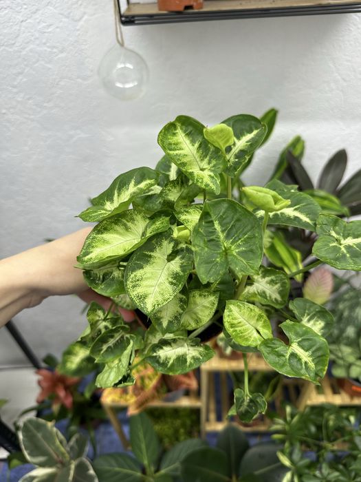 Квіти кімнатні рослини