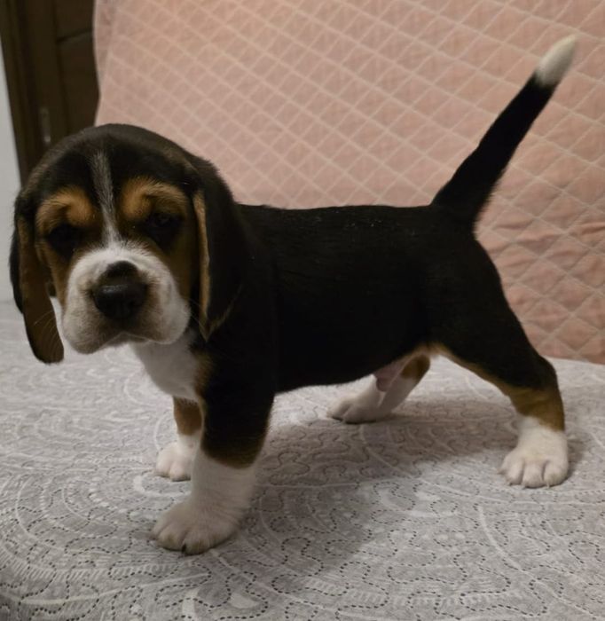 Beagle Szczenię gotowy do odbioru