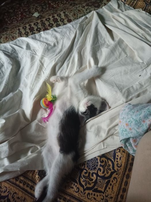 Віддаю котика в добрі руки