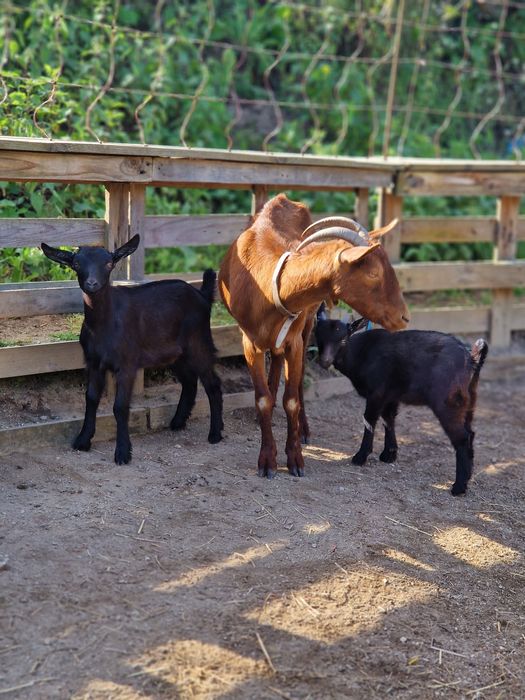 Cabra bebé 2- 3 meses