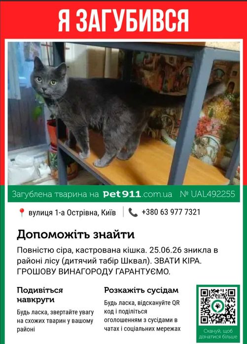 Зникла домашня кішка