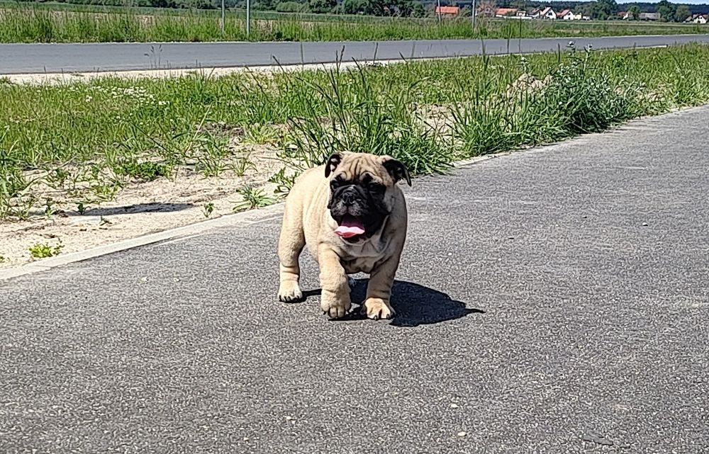 Buldog angielski suczka ZKwP/FCI