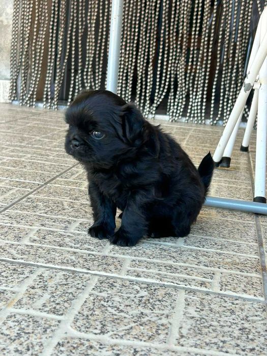 Fêmea fofinha - filha de pai pug puro