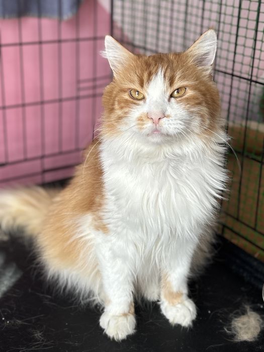 Шовковистий кіт у найкращу сімʼю