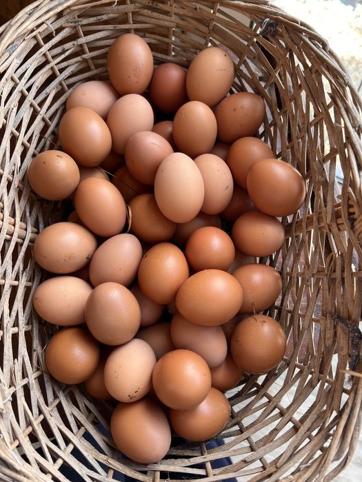 Vendo ovos caseiros, Zona de Coimbra