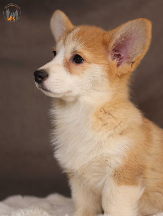 Welsh Corgi Pembroke FCI piękna suczka po Championie