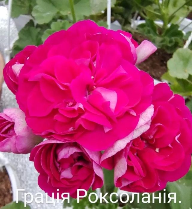Сортова пеларгонія різних селекцій