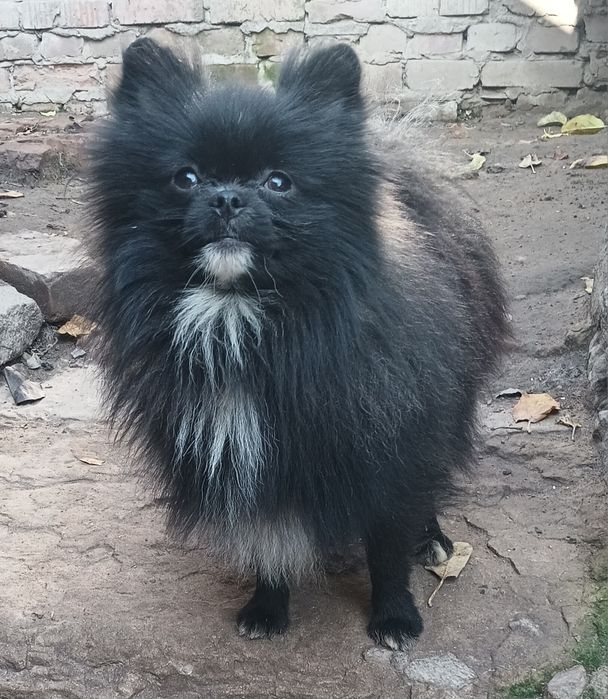 Хлопчик енерджайзер