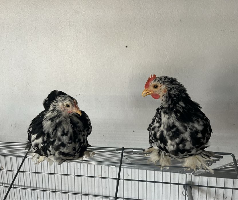 Casais de Pekin black mottled