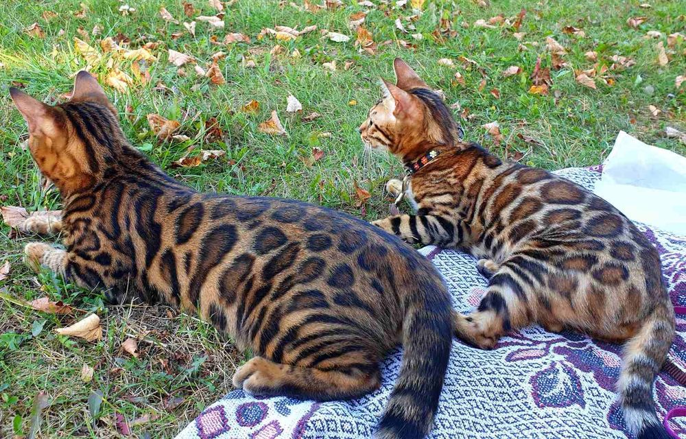 Взрослые Бенгальские кошки в разведения.