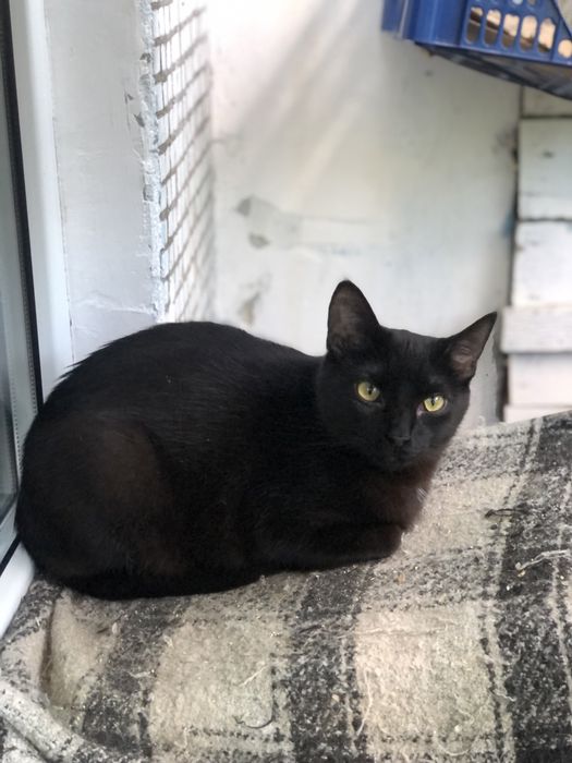 Кот 1 год Космос бесплатно