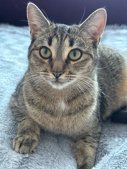 Віддам кицю в добрі руки, стерилізована, вік 9 місяців