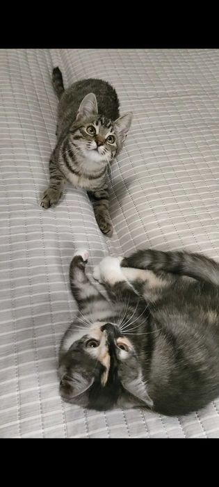 Віддам в добрі руки