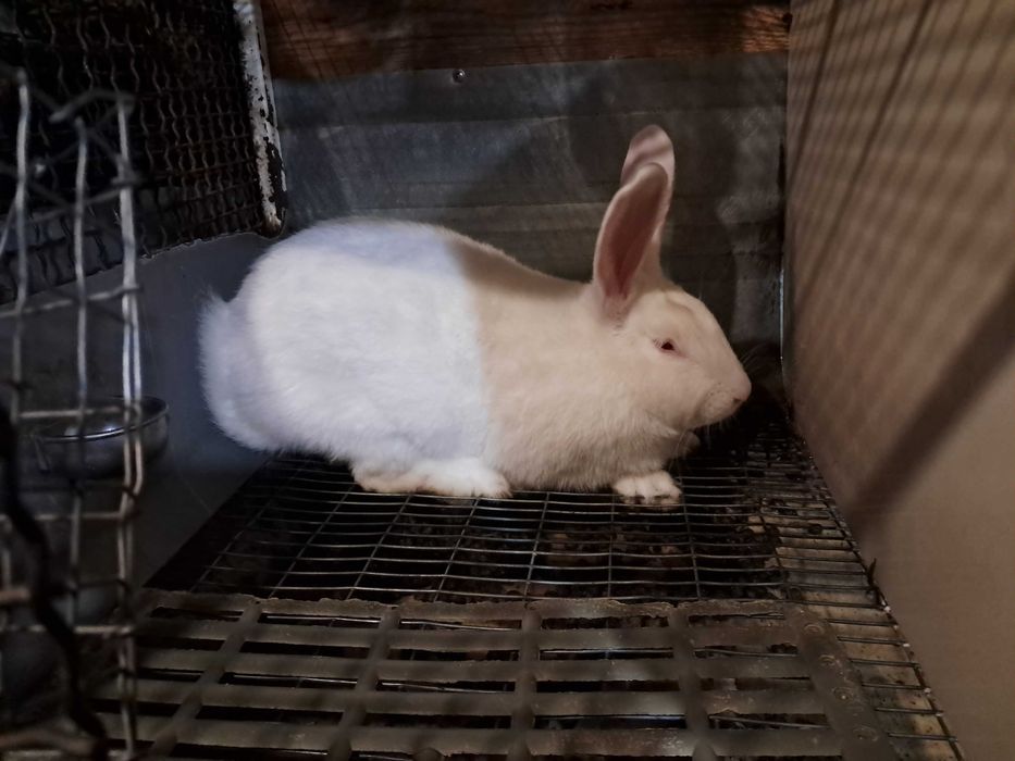 Белий Панон. Самеці та самики на племя. Кролики.