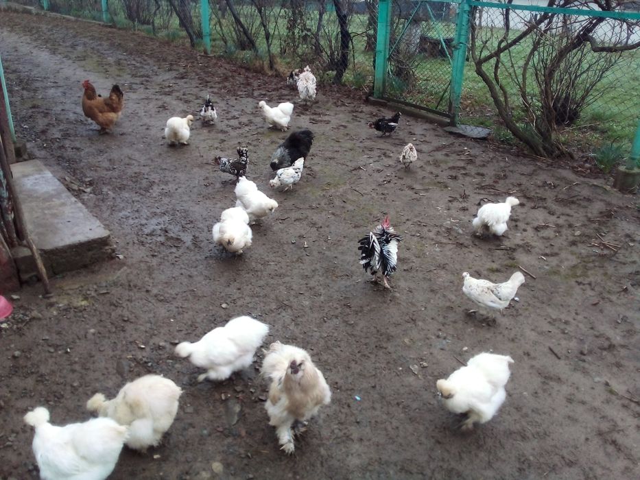 Продам кури Кучерява Бентанка та Білі Пухові. Гарні несучки і квочки..