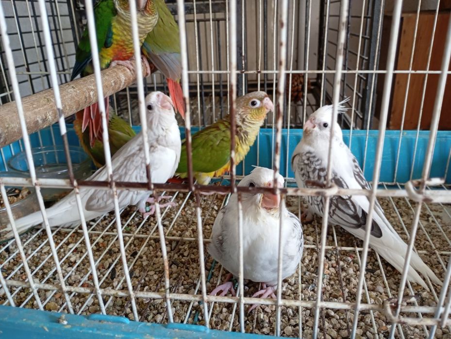 Caturras 2 papas