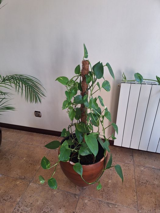 Trepadeiras de interior