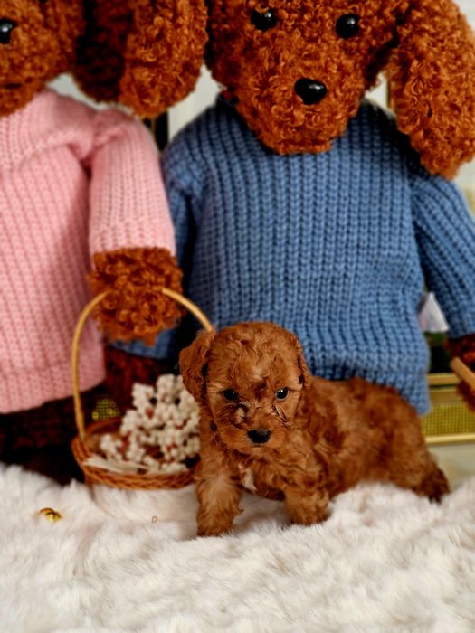 Pudelek toy Red Brown z biała latka do rezerwacji