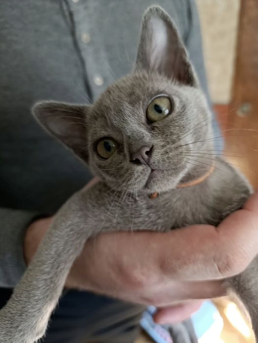 Кошечка бурма голубой окрас