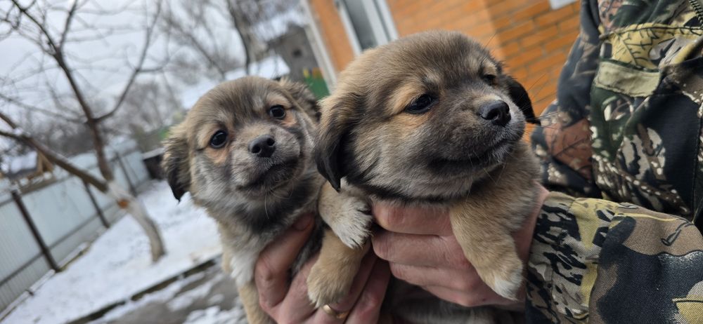 Маленьких клубочків в добрі руки