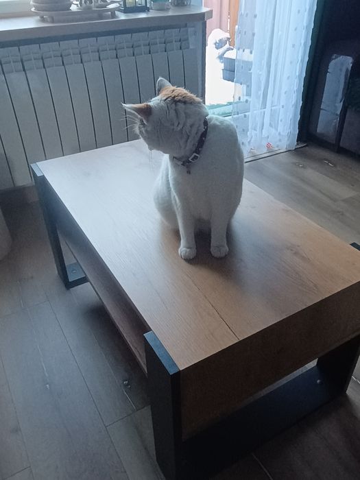 Ława do porannej kawki