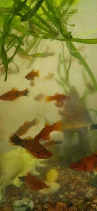 Меченосец. Аквариумные рыбки.