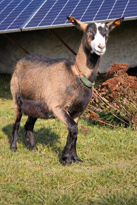 kozy młode sprzedam