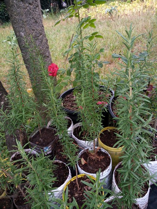 Plantas de alecrim, sobreiros, carvalhos e glicínias