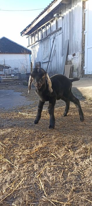 Англонубійський козлик продається