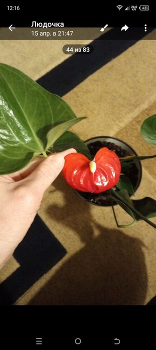 Антуриум красный