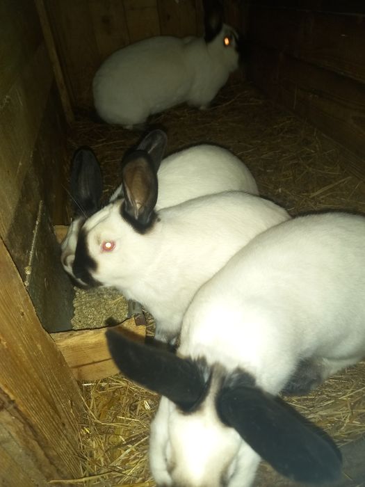 Króliki rasowe kilka ras