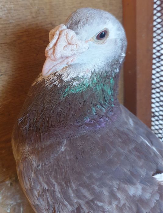 Gołębie staropolskie