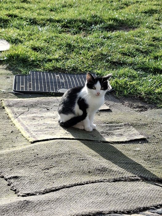 Koty i kotki do oddania