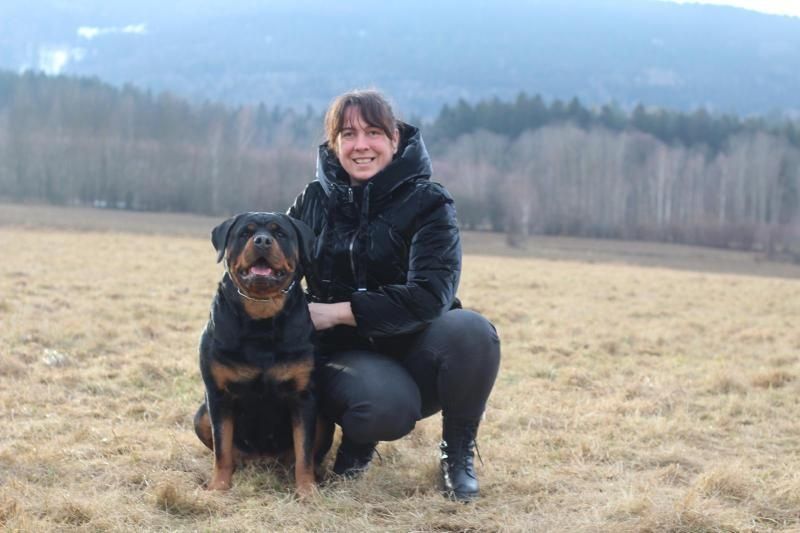 Rottweiler szczenię