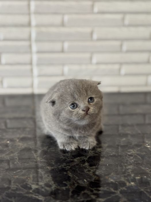 Шотланські клапоухі кошенята