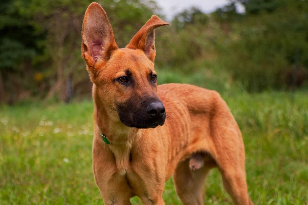 Scooby, młody roczny pies szuka domu