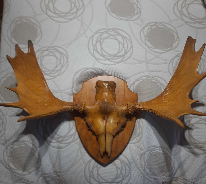 poroże łosia, gotowe na ścianę