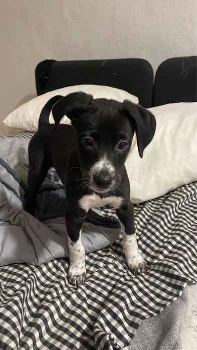 Lindo macho, porte médio!