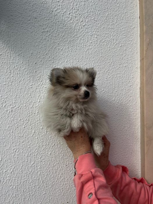 Sptiz  fêmea excelente pequenina