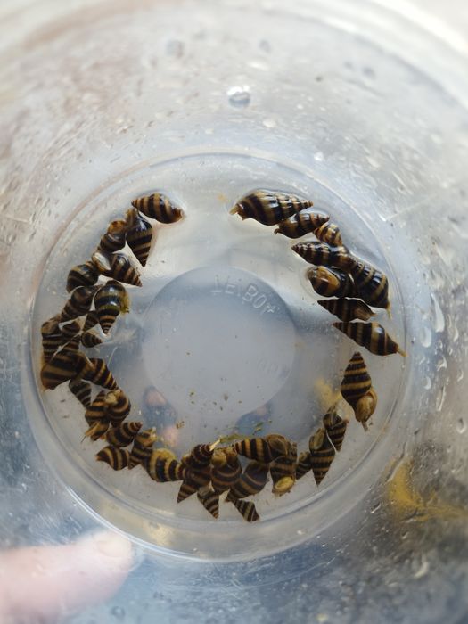 Ślimaki Helenka na inne ślimaki