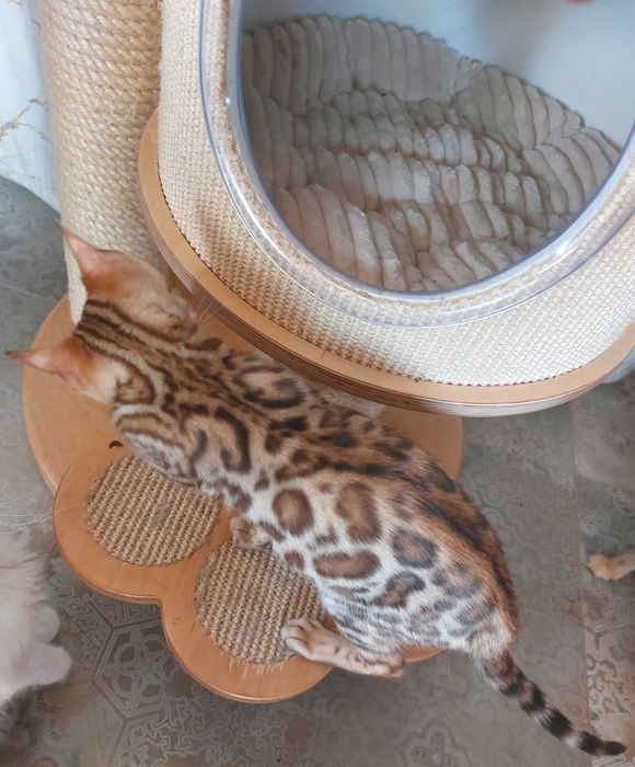 Kotka  Bengalska rodowód FPL