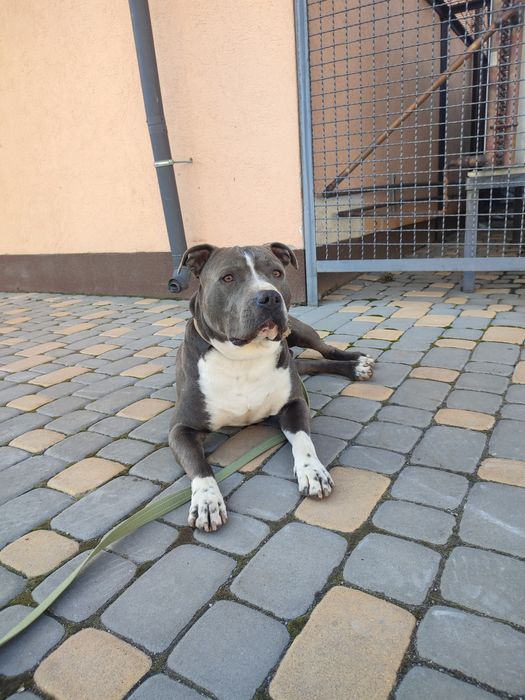 В'язка Американський стафордширський тер'єр