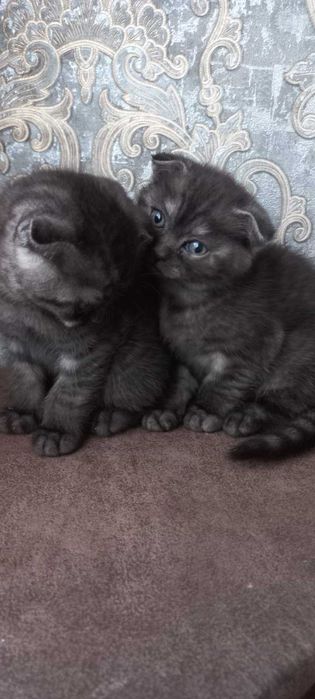 Висловушки шотландські коти