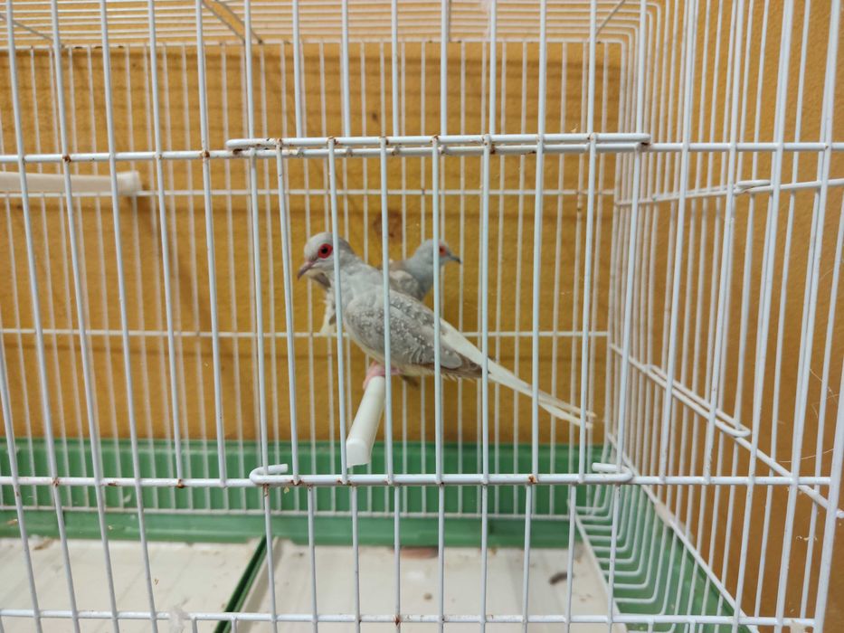 Casais rolas diamante
