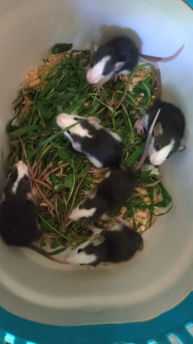 Дамбо хаски крыски домашние крысята разные крыса купить в Харькове кры