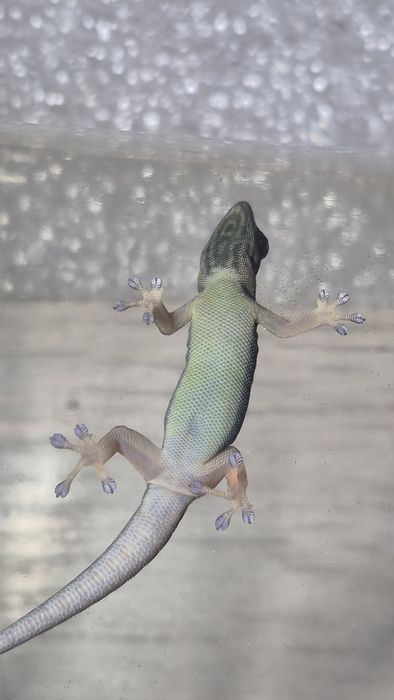 Młody Samiec L.w (electric blue day gecko)- OPIS