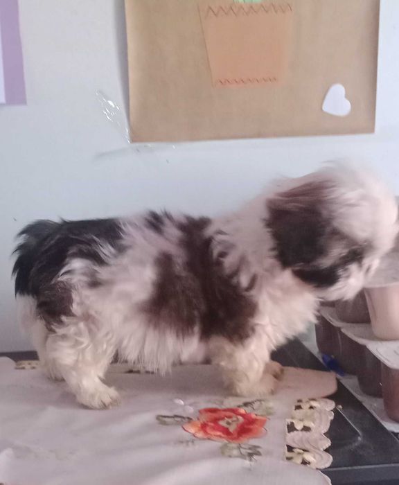 Shih-tzu com LOP