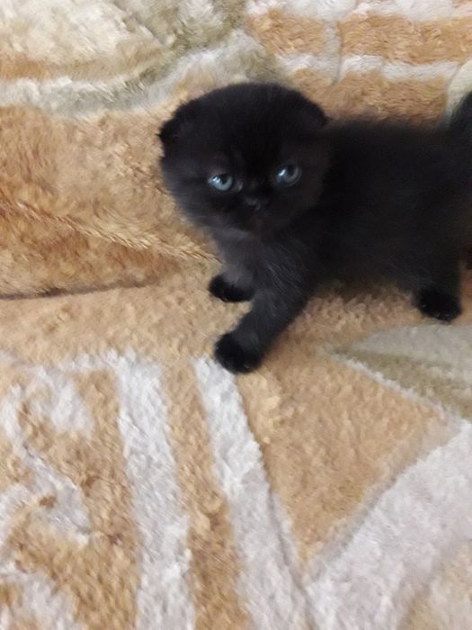 Продаются котята