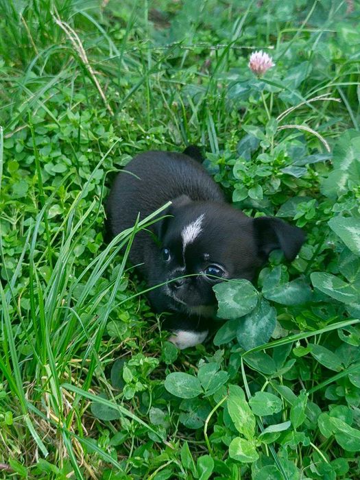 Чишечки чихуашечки