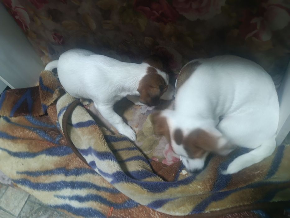 Джек рассел дівчатка